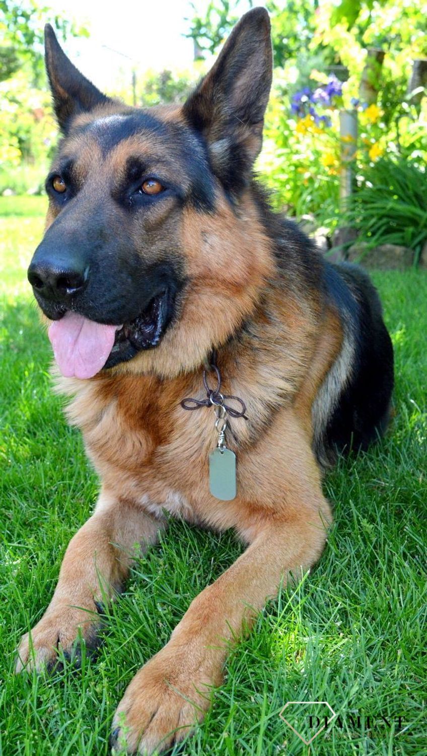 Blaszka dla pupila srebrna 5 cm z miejscem na grawer. Blaszka w formie adresówki, identyfikatora dla psa. Blaszka z miejscem na grawer. Na adresówce możemy wygrawerować np. imię psa i nr telefonu do właściciela. Blaszka w kol.jpg